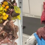 Customs officials at O’Hare International Airport in Chicago, USA seized raw goat viscera from a passenger travelling from the DRC. | PHOTO: CBP Man