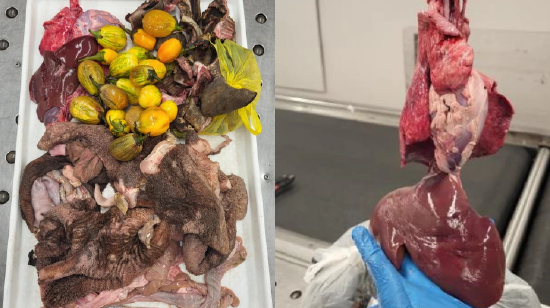 Customs officials at O’Hare International Airport in Chicago, USA seized raw goat viscera from a passenger travelling from the DRC. | PHOTO: CBP Man