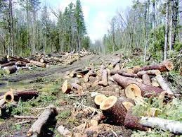 Civic Education Should be Taught on the Lifted Ban on Logging