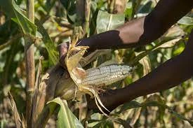 1,000 Smallholder Maize Farmers in Embu County Set to Access Digital Loans