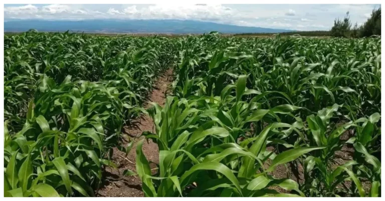 Kenya’s Parliament Backs Innovative Maize Venture in Zambia Conditionally