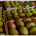 AFA Issues Warning to Mango Exporters