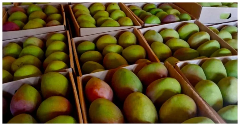 AFA Issues Warning to Mango Exporters Amid Avocado Ban
