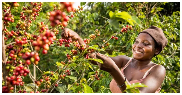 Uganda Navigates Climate Challenges with Resilient Coffee Cultivation