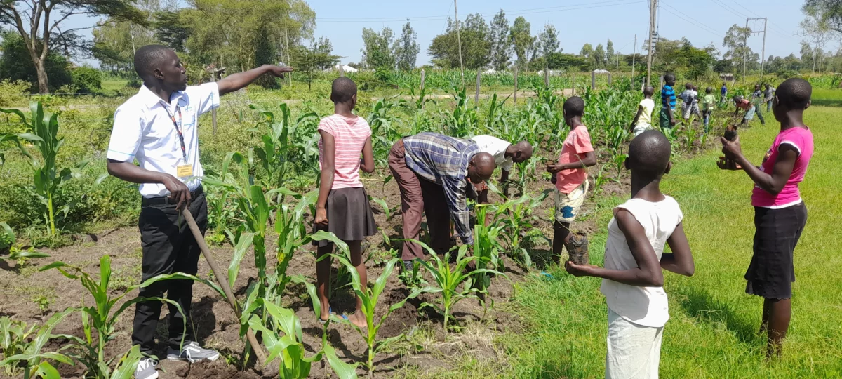 Community Harvesting Maize. Wetlands River Nyando