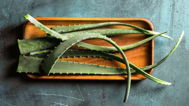 Nature’s Green Gold: Why You Should Have Aloe Vera in Your Garden
