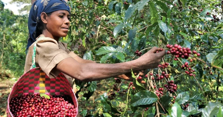 Revitalizing Kenya’s Coffee Sector: Building a Sustainable and Inclusive Value Chain