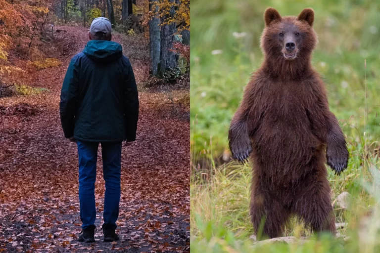 Women Choosing Bears Over Men In Viral TikTOK