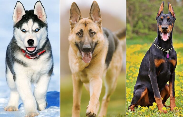 Most Popular Dog Breeds in Kenya, Prices and Use