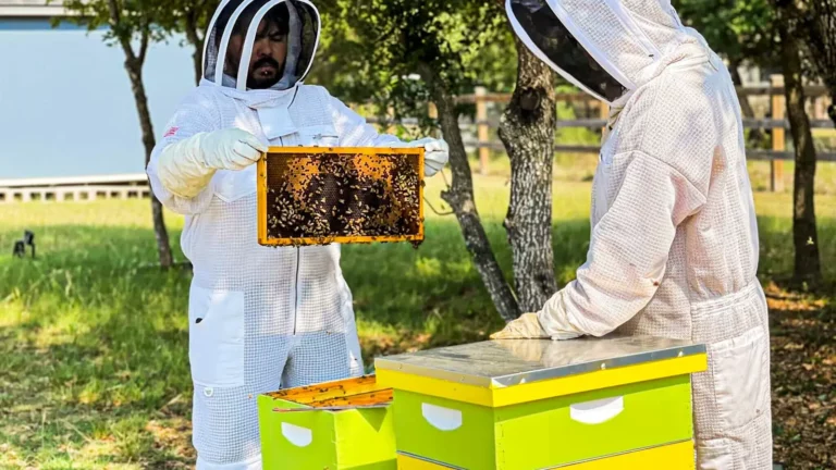 Why Bees are Important to People and the Planet