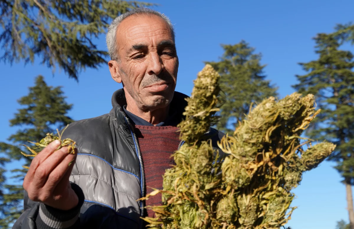 man holds big cannabis buds