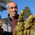 man holds big cannabis buds