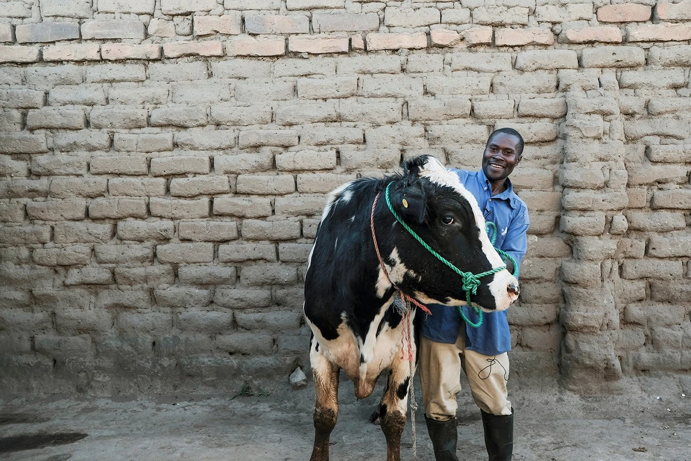 How Climate-Resilient Livestock Can Feed Africa