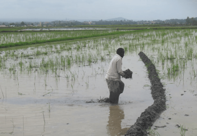 Gov’t Steps In: State to Buy All Mwea Rice to Shield Farmers from Imports