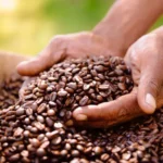 roasted-coffee-beens-queen-elizabeth-national-park