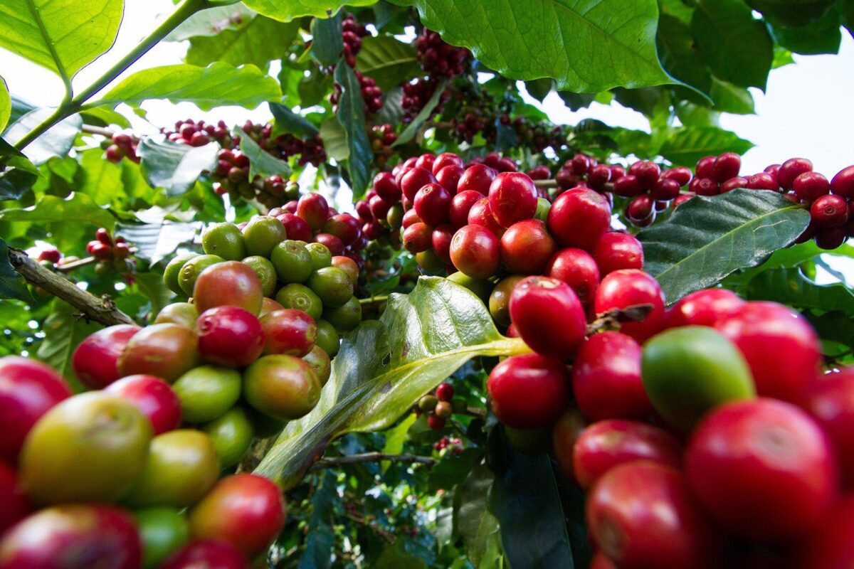 Coffee-Farm-Greenlife_converted