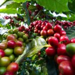 Coffee-Farm-Greenlife_converted