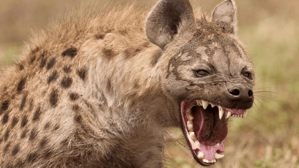 Do-Hyenas-Attack-Humans-2-1024x576 (1)