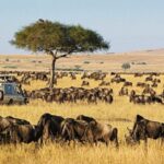 maasai-mara-1110x700-4-750x450_converted (1)