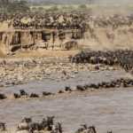Why-do-wildebeests-migrate