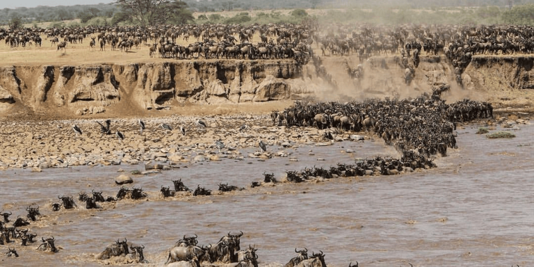 Tourists Block Wildebeest in Masai Mara