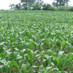 Young-maize-crops-of-Eunice-Matingi-Marwa-a-Nuru-Kenya-farmer