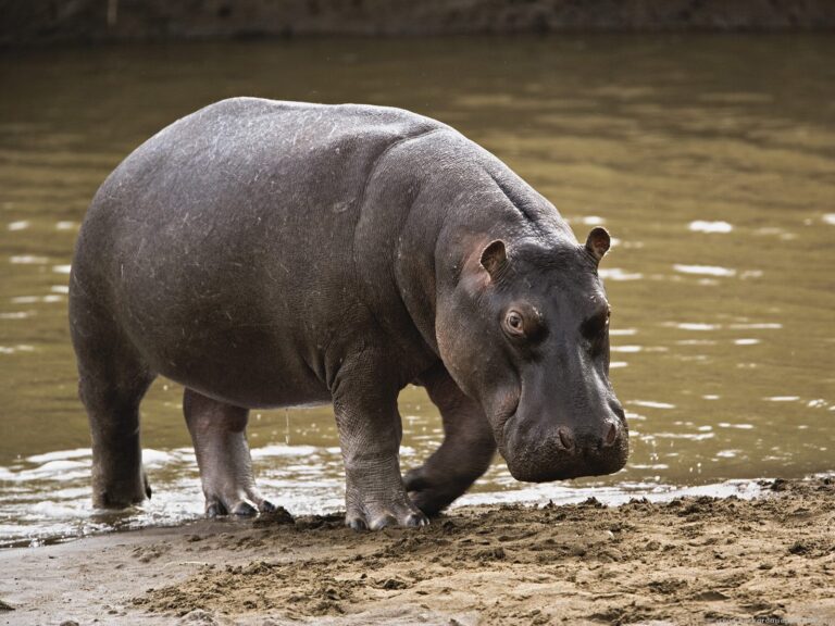 Hippos and Disease Threaten Naivasha Families as Lake Waters Rise