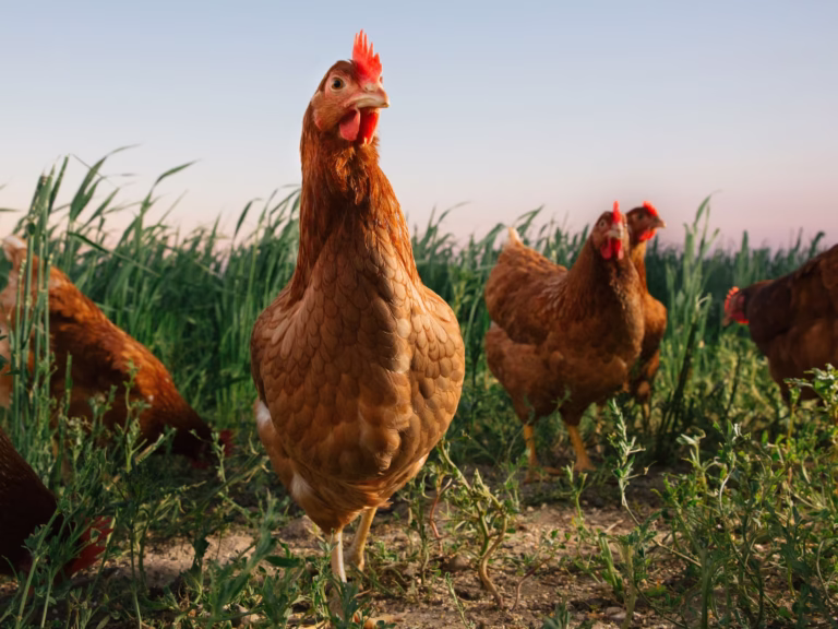 Bermuda Battles Feral Chicken Invasion Threatening Farms and Food Security