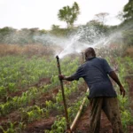 farm_worker_adjusts_a_sprinkler_irrigation_pipe_in_a_maize_field