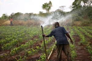 farm_worker_adjusts_a_sprinkler_irrigation_pipe_in_a_maize_field