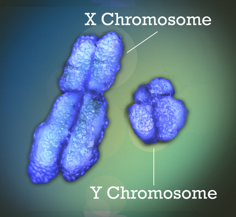 Is the Y Chromosome Disappearing? What Science Actually Says