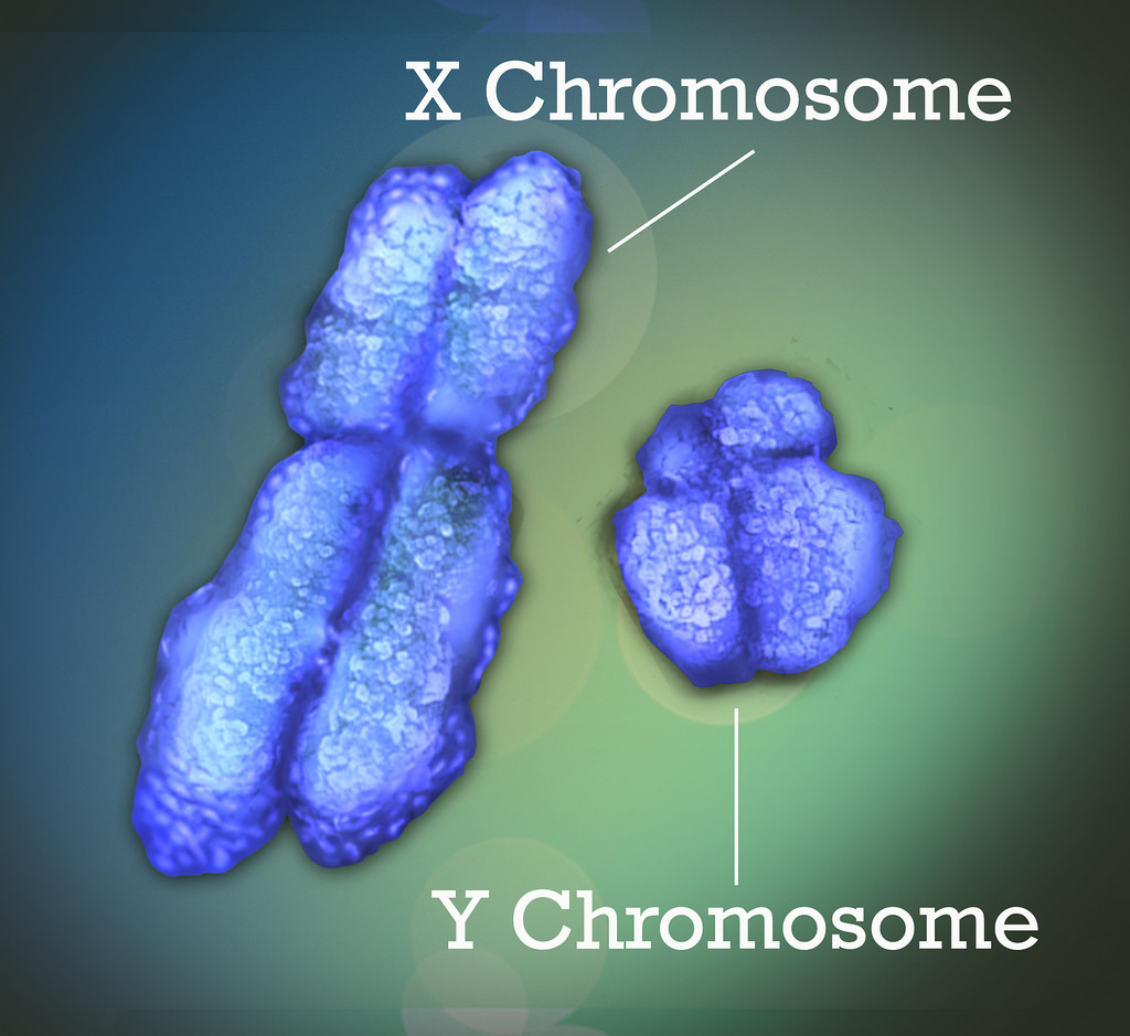 Is the Y Chromosome Disappearing? What Science Actually Says