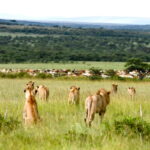Lions_Kenya_MaraPredatorConservationProgram-1200x800