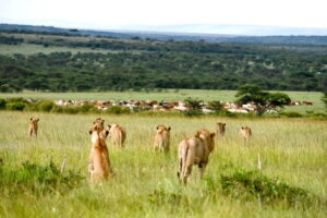 Lions_Kenya_MaraPredatorConservationProgram-1200x800