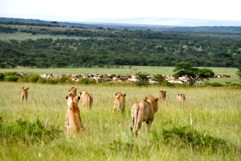 Nairobi hosts summit to act on Africa’s rangelands