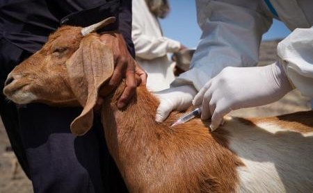 Livestock Disease Alert as Suspected Foot-and-Mouth Cases Spread Across ASAL Counties