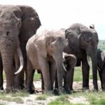 Poisoned Tomatoes Suspected in Death of 15 Kenyan Elephants