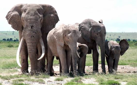 Poisoned Tomatoes Suspected in Death of 15 Kenyan Elephants