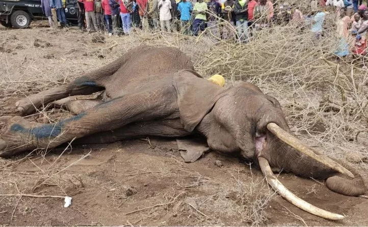 Four Arrested as Amboseli Elephant Death Probe Intensifies